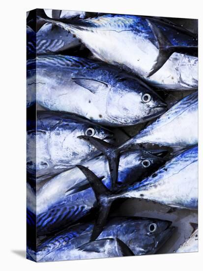 Maldives, Male Atoll, Male Town, Fishmarket-Michele Falzone-Stretched Canvas