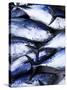 Maldives, Male Atoll, Male Town, Fishmarket-Michele Falzone-Stretched Canvas