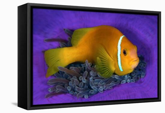 Maldivian anemonefish shelters against a sea anemone-Alex Mustard-Framed Stretched Canvas