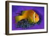 Maldivian anemonefish shelters against a sea anemone-Alex Mustard-Framed Photographic Print