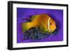 Maldivian anemonefish shelters against a sea anemone-Alex Mustard-Framed Photographic Print