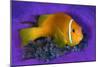 Maldivian anemonefish shelters against a sea anemone-Alex Mustard-Mounted Photographic Print