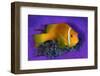 Maldivian anemonefish shelters against a sea anemone-Alex Mustard-Framed Premium Photographic Print