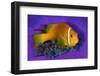 Maldivian anemonefish shelters against a sea anemone-Alex Mustard-Framed Premium Photographic Print