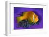 Maldivian anemonefish shelters against a sea anemone-Alex Mustard-Framed Premium Photographic Print