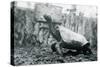 Male Abingdon or Pinta Island Giant Tortoise at London Zoo, 20th January 1914-Frederick William Bond-Stretched Canvas