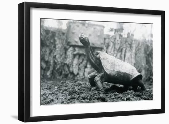 Male Abingdon or Pinta Island Giant Tortoise at London Zoo, 20th January 1914-Frederick William Bond-Framed Photographic Print