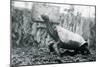 Male Abingdon or Pinta Island Giant Tortoise at London Zoo, 20th January 1914-Frederick William Bond-Mounted Photographic Print