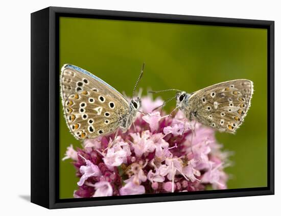 Male Adonis Blue Butterflies-Bob Gibbons-Framed Stretched Canvas