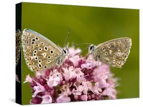 Male Adonis Blue Butterflies-Bob Gibbons-Stretched Canvas