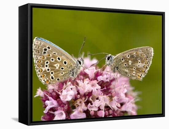 Male Adonis Blue Butterflies-Bob Gibbons-Framed Stretched Canvas