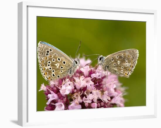 Male Adonis Blue Butterflies-Bob Gibbons-Framed Photographic Print