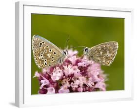 Male Adonis Blue Butterflies-Bob Gibbons-Framed Photographic Print