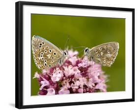 Male Adonis Blue Butterflies-Bob Gibbons-Framed Photographic Print