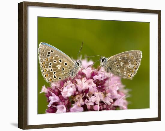 Male Adonis Blue Butterflies-Bob Gibbons-Framed Photographic Print