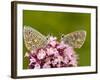 Male Adonis Blue Butterflies-Bob Gibbons-Framed Photographic Print