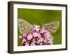 Male Adonis Blue Butterflies-Bob Gibbons-Framed Photographic Print