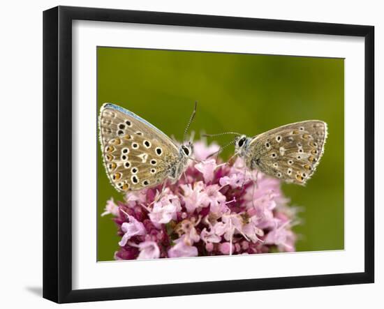 Male Adonis Blue Butterflies-Bob Gibbons-Framed Photographic Print