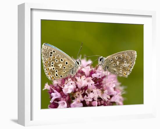 Male Adonis Blue Butterflies-Bob Gibbons-Framed Photographic Print