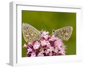 Male Adonis Blue Butterflies-Bob Gibbons-Framed Photographic Print