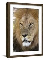 Male africam lion head-David Hosking-Framed Photographic Print