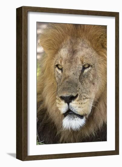 Male africam lion head-David Hosking-Framed Photographic Print