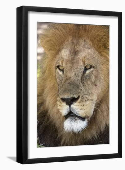 Male africam lion head-David Hosking-Framed Photographic Print