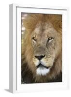 Male africam lion head-David Hosking-Framed Photographic Print