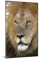 Male africam lion head-David Hosking-Mounted Photographic Print