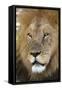 Male africam lion head-David Hosking-Framed Stretched Canvas