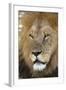 Male africam lion head-David Hosking-Framed Photographic Print