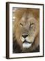 Male africam lion head-David Hosking-Framed Photographic Print