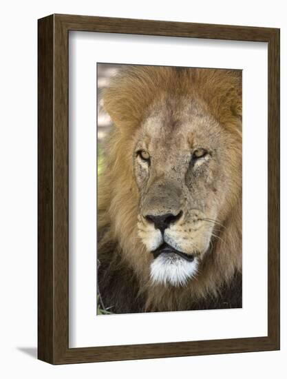 Male africam lion head-David Hosking-Framed Photographic Print