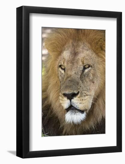 Male africam lion head-David Hosking-Framed Photographic Print