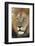Male africam lion head-David Hosking-Framed Photographic Print
