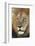 Male africam lion head-David Hosking-Framed Photographic Print