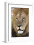 Male africam lion head-David Hosking-Framed Photographic Print