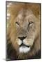 Male africam lion head-David Hosking-Mounted Photographic Print