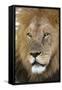 Male africam lion head-David Hosking-Framed Stretched Canvas