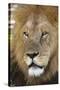 Male africam lion head-David Hosking-Stretched Canvas