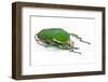 Male African Beetle Mecynorhina Torquata Immaculicollis-Darrell Gulin-Framed Photographic Print