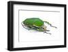 Male African Beetle Mecynorhina Torquata Immaculicollis-Darrell Gulin-Framed Photographic Print