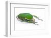 Male African Beetle Mecynorhina Torquata Immaculicollis-Darrell Gulin-Framed Photographic Print