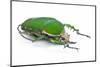 Male African Beetle Mecynorhina Torquata Immaculicollis-Darrell Gulin-Mounted Photographic Print