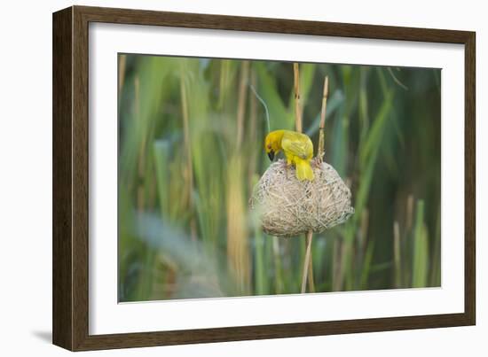 Male African Golden Weaver (Ploceus Subaureus) Tending to its Nest in Reedbeds-Neil Aldridge-Framed Photographic Print