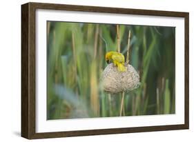 Male African Golden Weaver (Ploceus Subaureus) Tending to its Nest in Reedbeds-Neil Aldridge-Framed Photographic Print