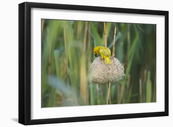 Male African Golden Weaver (Ploceus Subaureus) Tending to its Nest in Reedbeds-Neil Aldridge-Framed Photographic Print