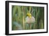 Male African Golden Weaver (Ploceus Subaureus) Tending to its Nest in Reedbeds-Neil Aldridge-Framed Photographic Print