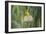 Male African Golden Weaver (Ploceus Subaureus) Tending to its Nest in Reedbeds-Neil Aldridge-Framed Photographic Print