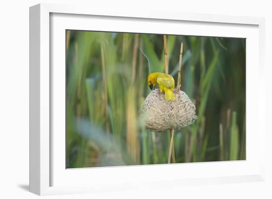 Male African Golden Weaver (Ploceus Subaureus) Tending to its Nest in Reedbeds-Neil Aldridge-Framed Photographic Print